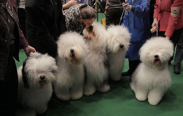 New York dog show: Westminster Kennel Club Dog Show