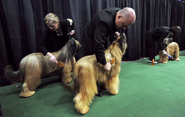 New York dog show: Westminster Kennel Club Dog Show
