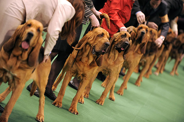 New York dog show: Westminster Kennel Club Dog Show