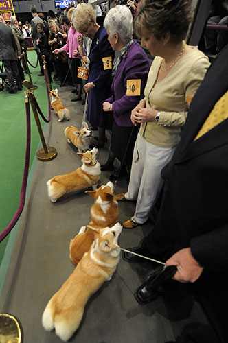 New York dog show: Westminster Kennel Club Dog Show