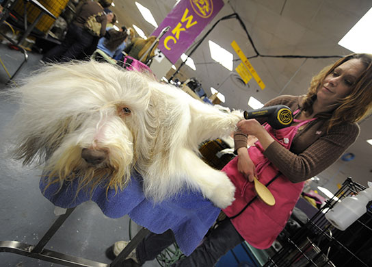 New York dog show: Westminster Kennel Club Dog Show
