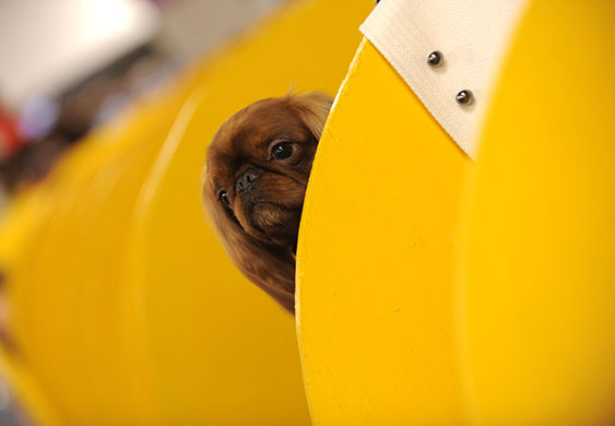 New York dog show: Westminster Kennel Club Dog Show