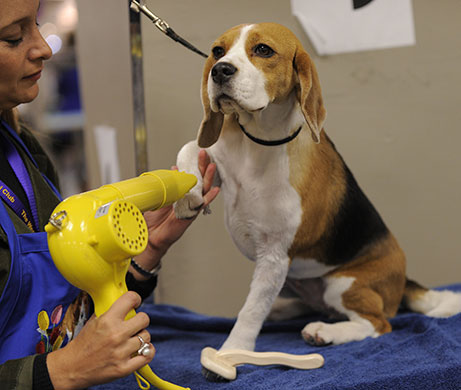 New York dog show: Westminster Kennel Club Dog Show