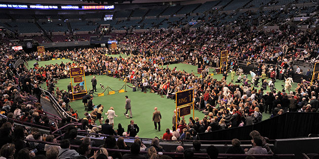 New York dog show: Westminster Kennel Club Dog Show