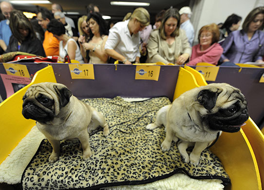 New York dog show: Westminster Kennel Club Dog Show