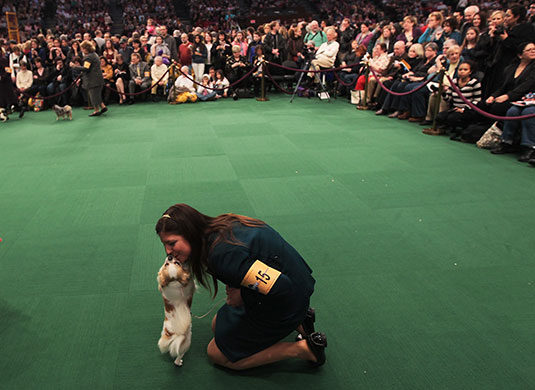 New York dog show: Westminster Kennel Club Dog Show