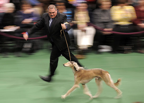 New York dog show: Westminster Kennel Club Dog Show