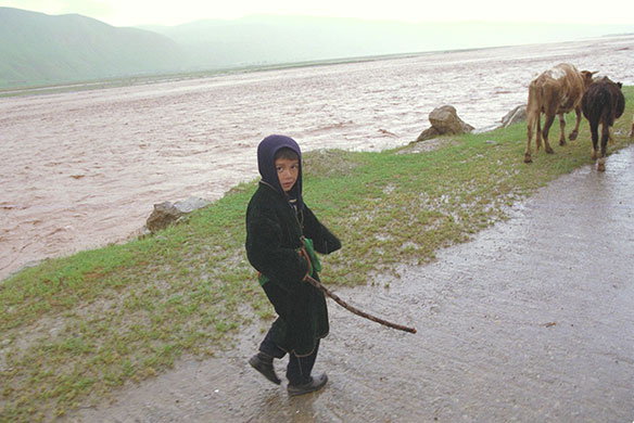 Tajikistan Climate: Young boy herding cattle to the fields Surhob river Tajikistan