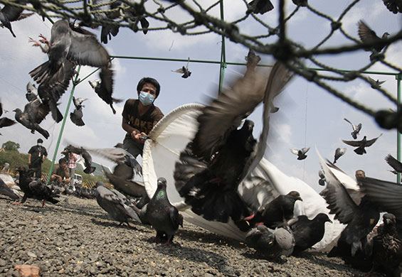 24 hours in pictures: Bangkok, Thailand: Pigeons are trapped inside a giant cage