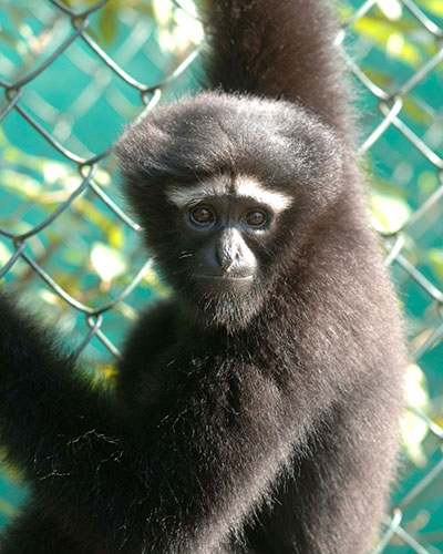 Endangered Primates: Female hoolock gibbon 