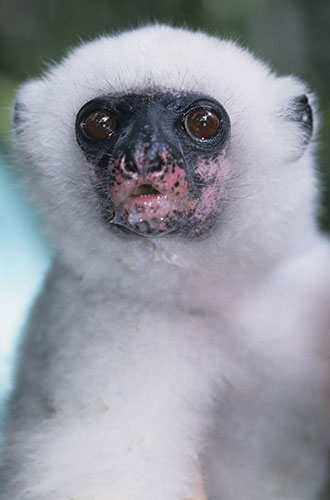 Endangered Primates: Young Silky Sifaka lemur