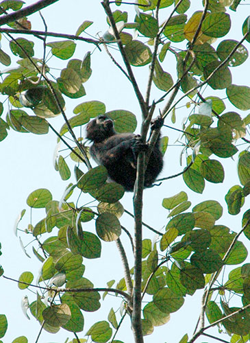 Endangered Primates: Pig-tailed langur or simakobu endangered primate