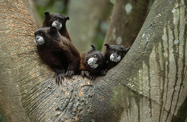 Endangered Primates: Cotton-top tamarin endangered primate