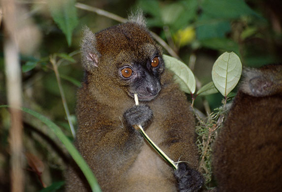 Endangered Primates: Greater Bamboo Lemur endangered primate