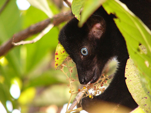 Endangered Primates: A male Sclater's black lemur endangered primate