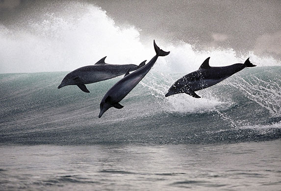 Surfing dolphins: With seemingly little effort they tear through the surf, leaping high