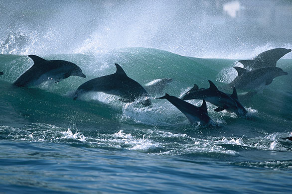 Surfing dolphins: Others burst through the wave in perfect formation