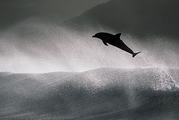 Surfing dolphins: At points some of the more daring dolphins achieve jumps up to 20 feet high