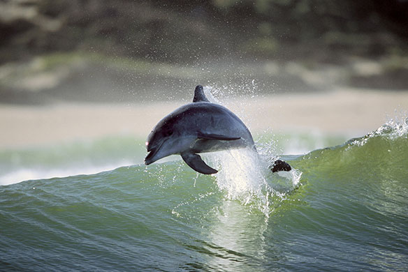 Surfing dolphins: Greg Huglin took the pictures on the south coast of South Africa