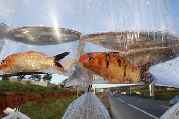 24 hours in pictures: Algiers: Goldfish in plastic bags for sale on the street