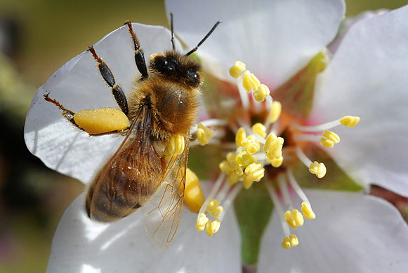 wildlife: A honey bee works on a flower blossom