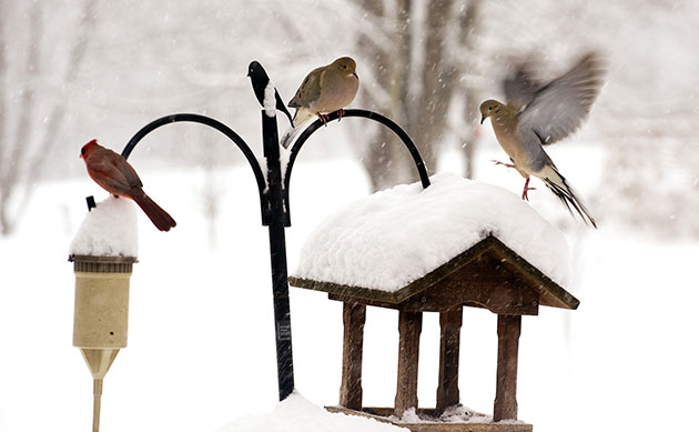wildlife: Birds gather around a feeder looking for some seed in the snow