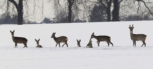wildlife: Male and female deer on a snow covered field in Germany 