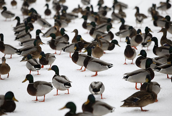 wildlife: Ducks and pigeons gather in a snow covered park in central Warsaw, Poland