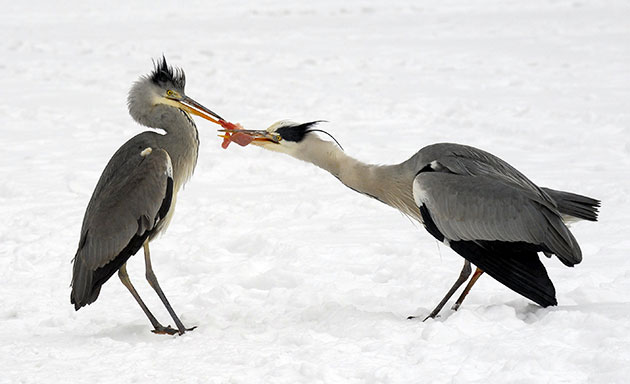 wildlife: Two grey herons fight over a piece of fish