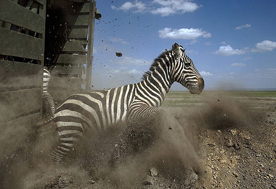 wildlife: Zebra released in Kenya