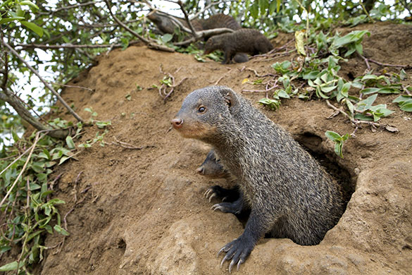 Mongoose gallery: The Mongoose Mob