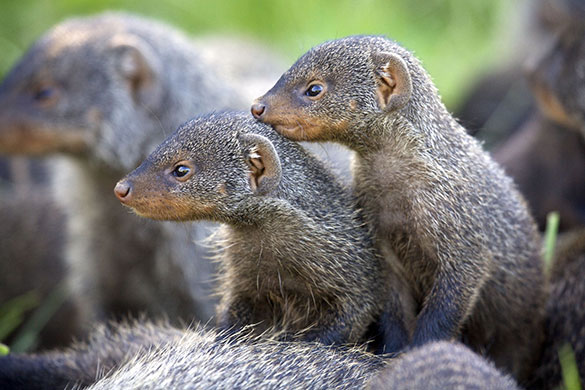 Mongoose gallery: The Mongoose Mob