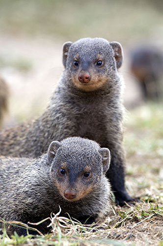 Mongoose gallery: The Mongoose Mob