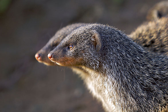 Mongoose gallery: The Mongoose Mob