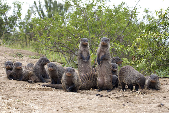 Mongoose gallery: The Mongoose Mob