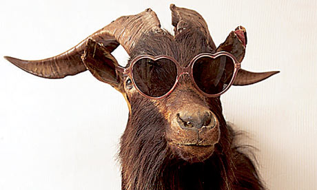 Homes blogs: animal in sunglasses