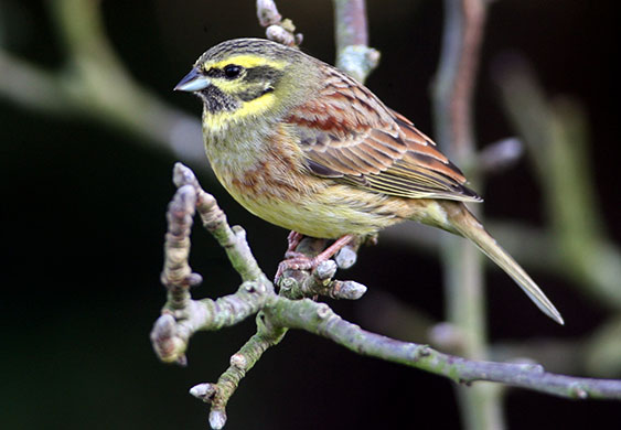 Week in Wildlife: Wildlife 