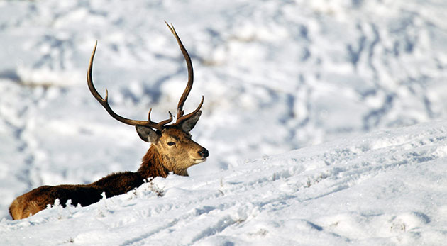 Week in Wildlife: wildlife