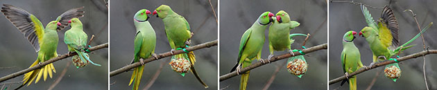 Week in Wildlife: Wildlife