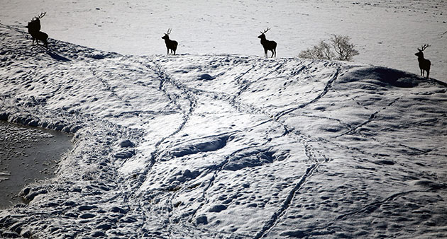 24 hours in pictures: Deer look for food in Glen Clunie on Invercauld Estateon in Scotland