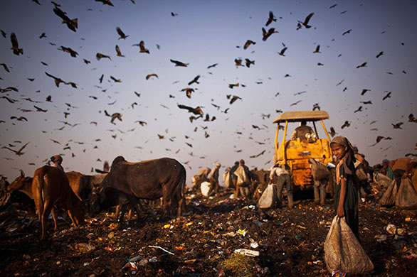 24 hours in pictures: Indian Rag Pickers Forage For Recyclables At Delhi Landfill Site