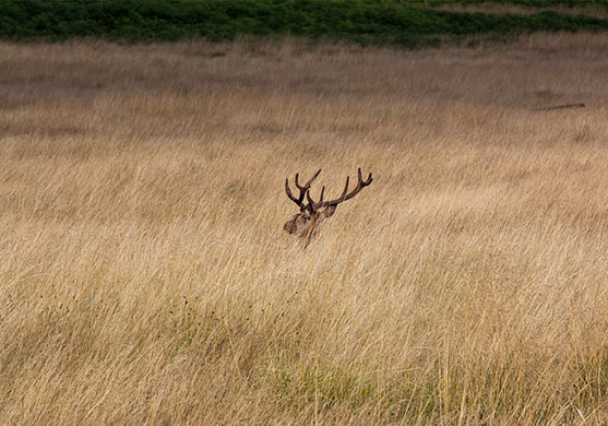 In pics: solitude: Lonely stag