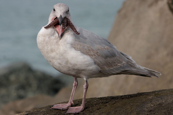 24 hours in pictures: Eureka, US: A gull holds a starfish in its beak