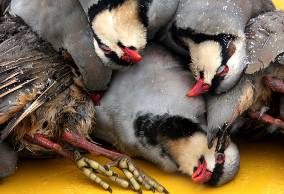 24 hours in pictures: Tunceli, Turkey: Partridges lie on the ground after being shot by a hunter