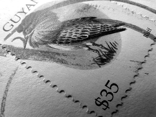 Anthony Davies macro: Anthony Davies participates in the macro photography monthly assignment