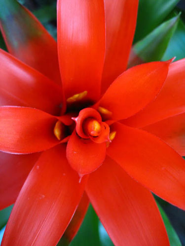 Jrwhippet's macro: Jrwhippet participates in the macro photography monthly assignment