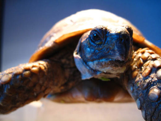 Jrwhippet's macro: Jrwhippet participates in the macro photography monthly assignment