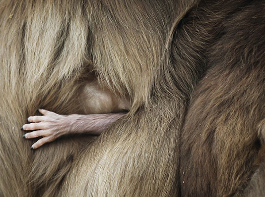 24 Hours in Pictures: The arm of a baby Gelada is seen out of the coat of his mother