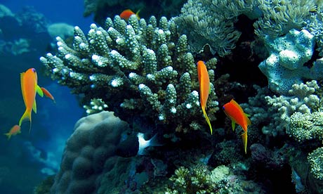 Coral reefs in the Red Sea north of Jeddah