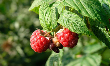 Autumn Raspberries